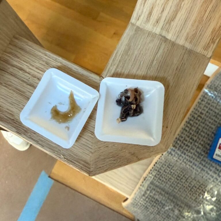 Test used to tell red oak from white oak